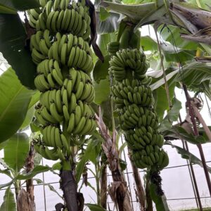 Dalından taze Anamur muzu- Tropika